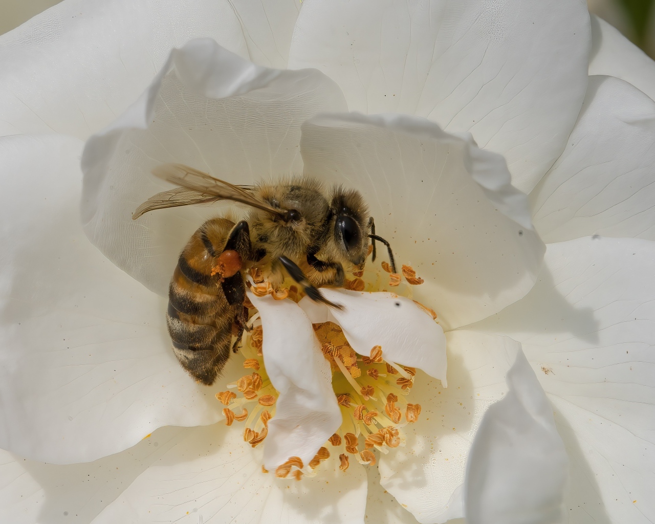 Маленькая пчела на белом цветке шиповника