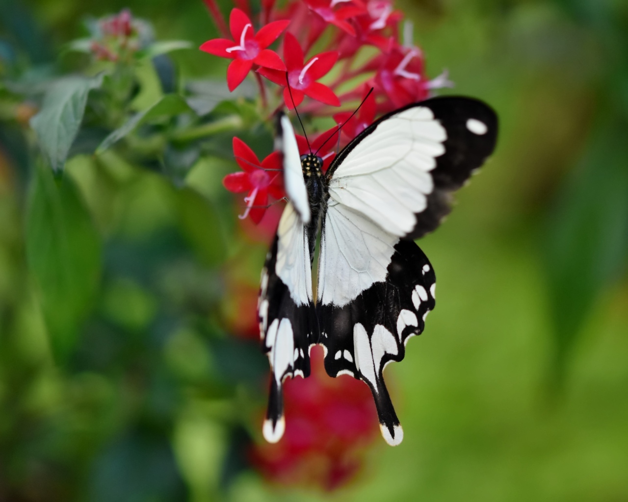 Красивая бабочка сидит на красном цветке