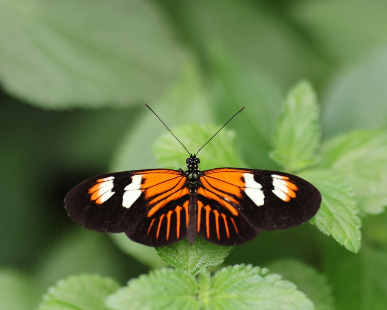 Красивая бабочка расправила крылья на зеленом листке