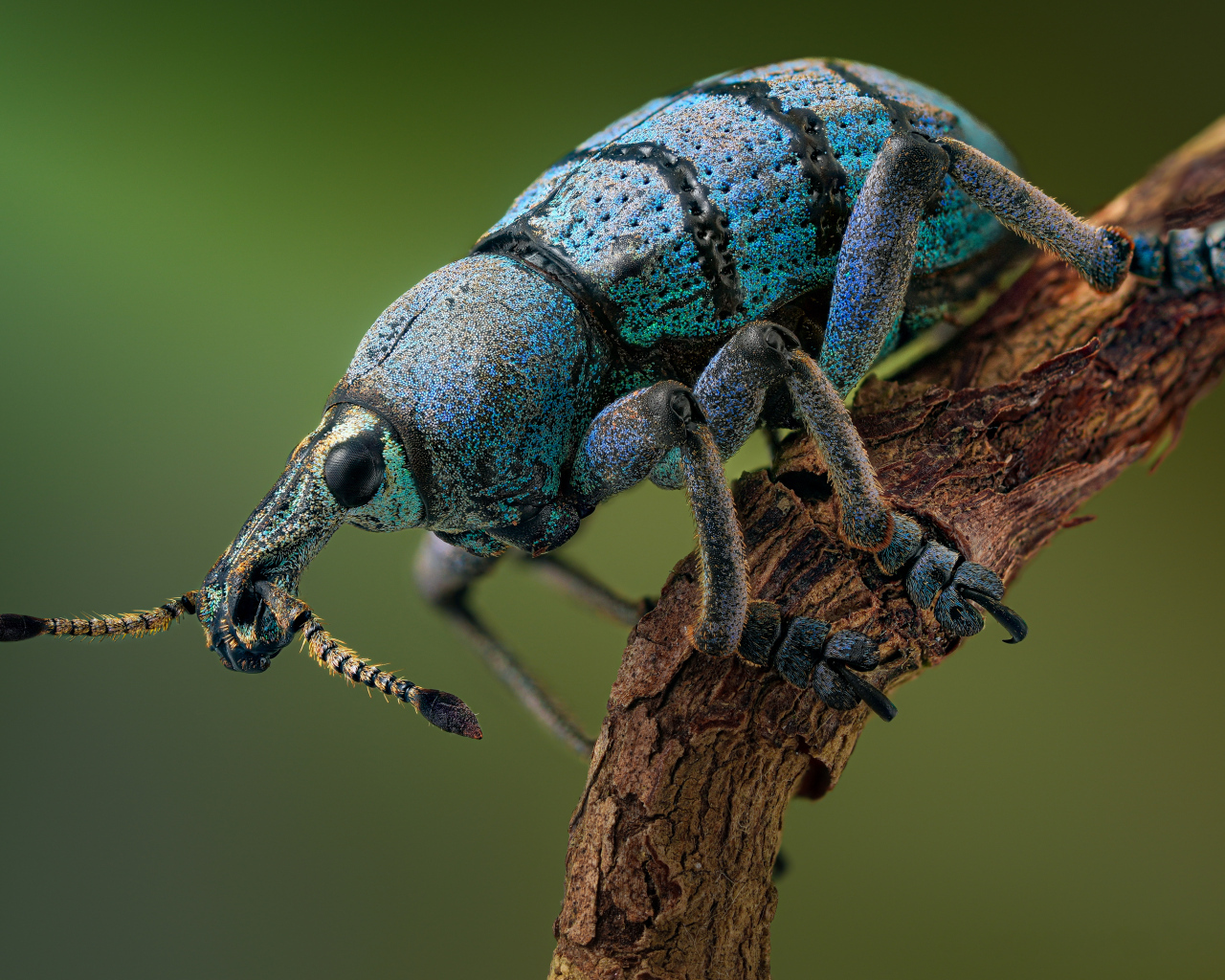 Красивый жук долгоносик на ветке