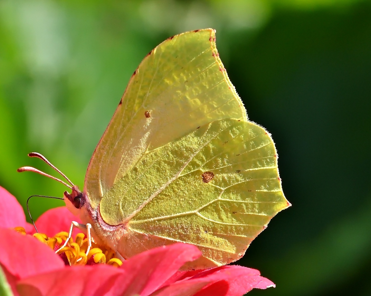 Красивая желтая бабочка сидит на цветке циннии 