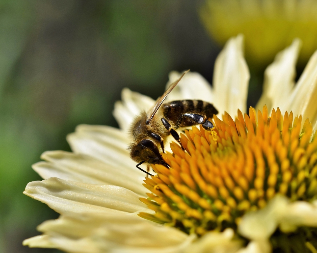 Пчела сидит на белом цветке