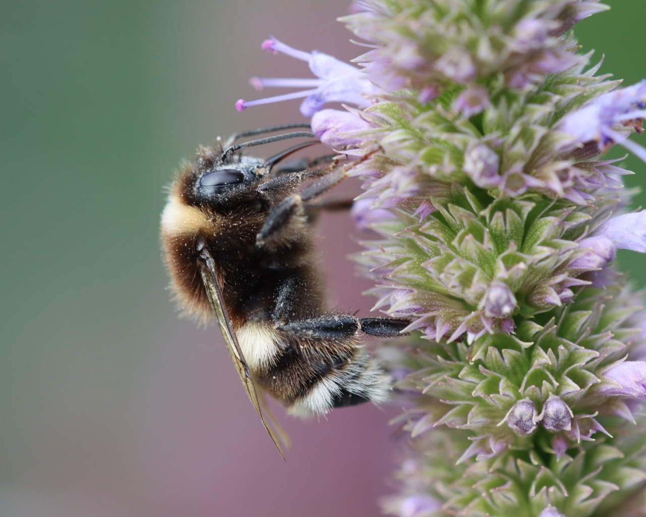 Пчела сидит на фиолетовом цветке 
