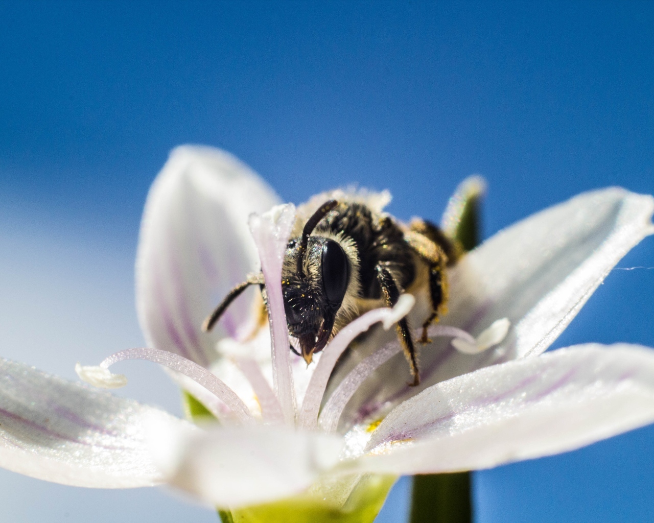 Пчела сидит на весеннем цветке на голубом фоне