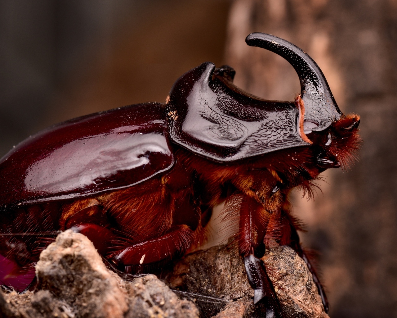 Большой коричневый жук носорог 