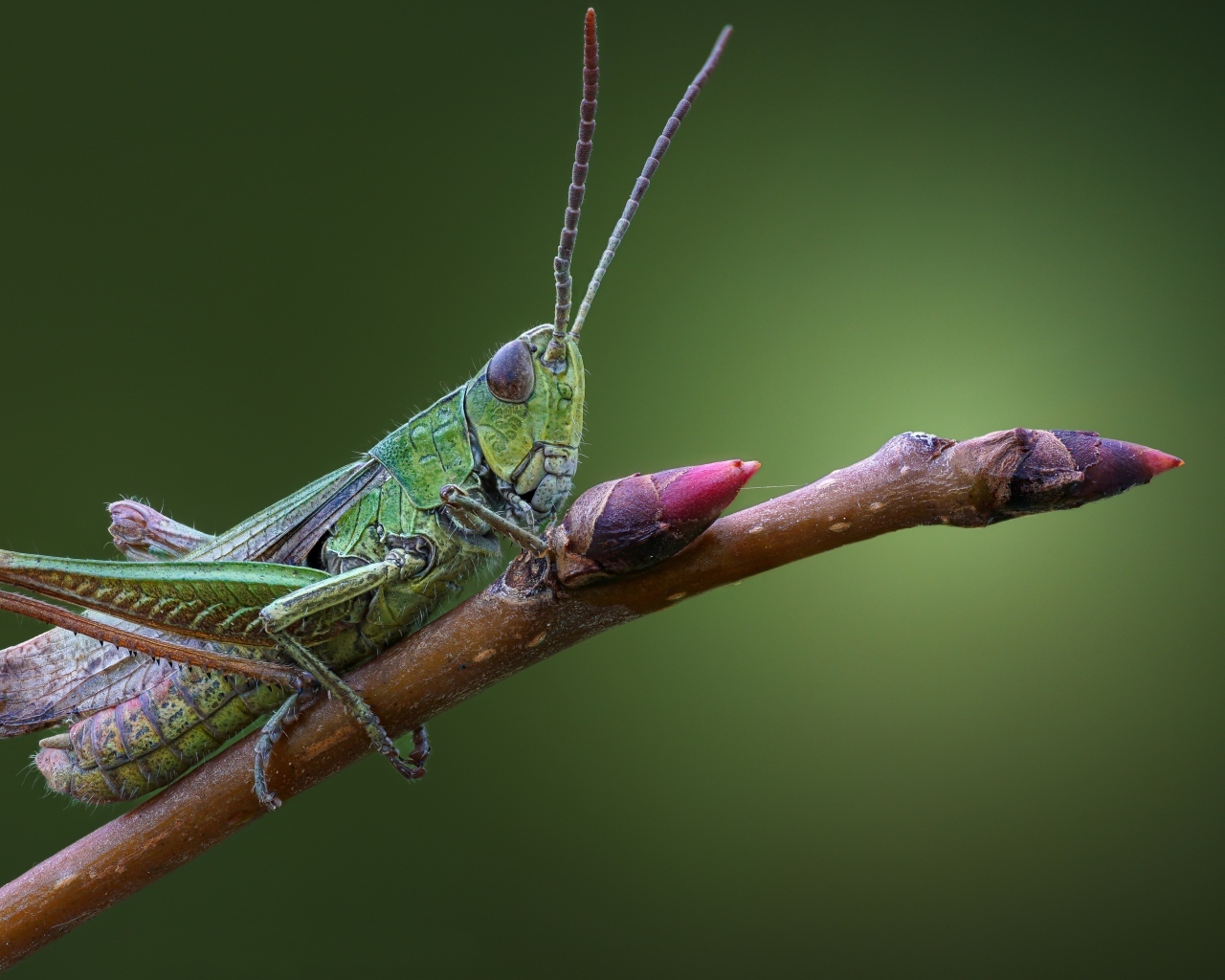 Большой зеленый кузнечик сидит на ветке 