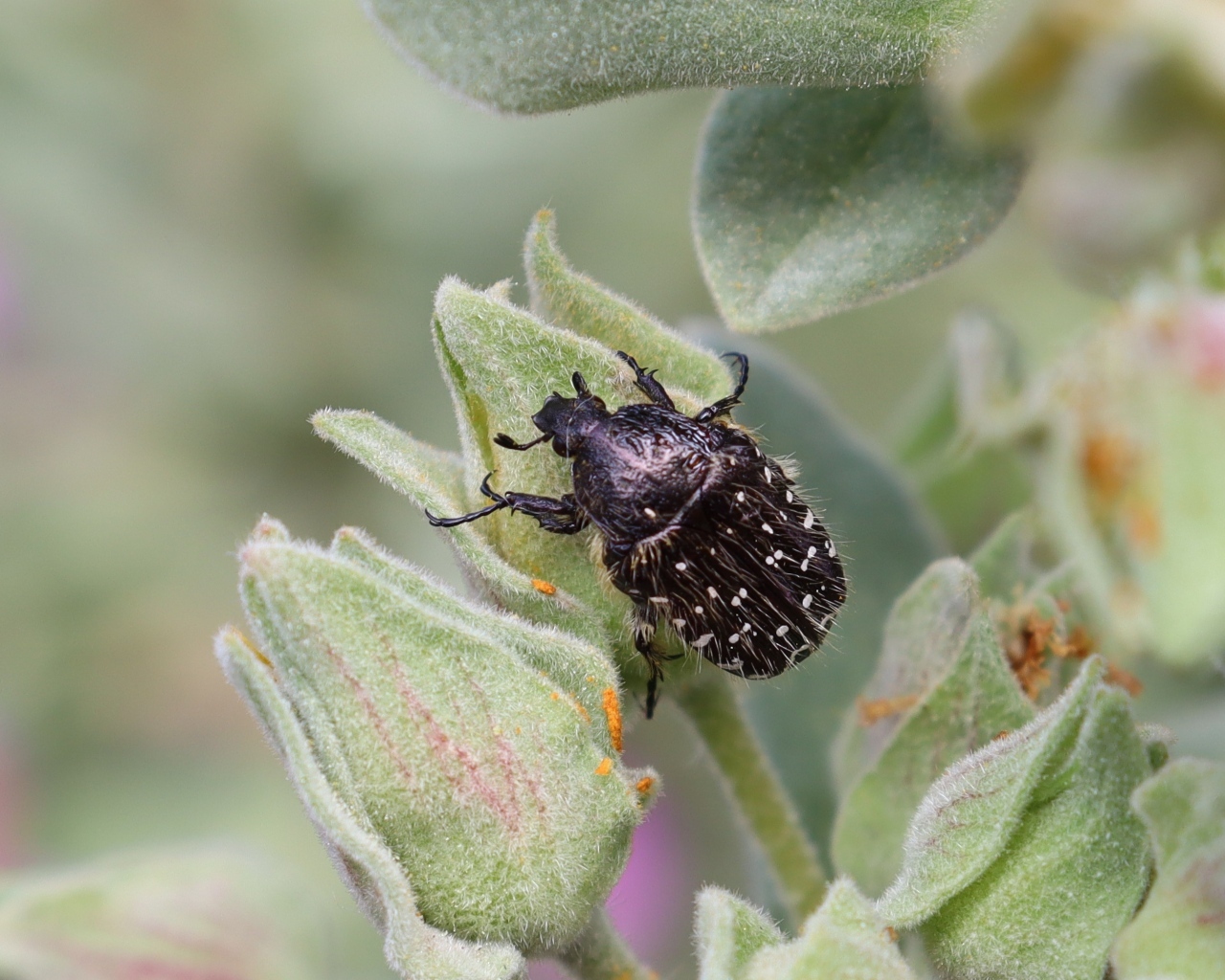 Черный жук сидит на зеленом растении