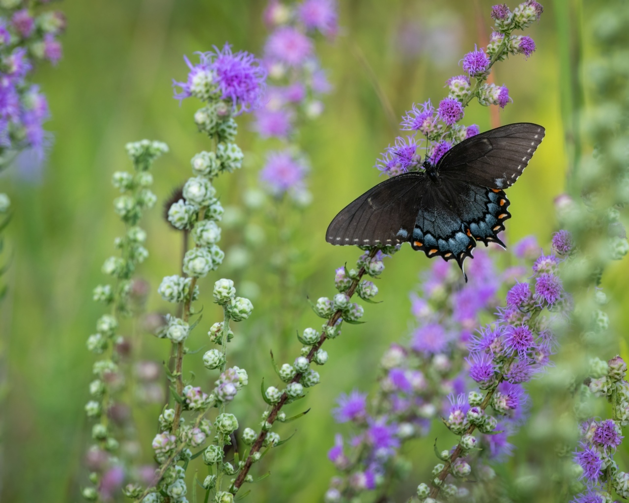 Черная бабочка сидит на фиолетовом цветке