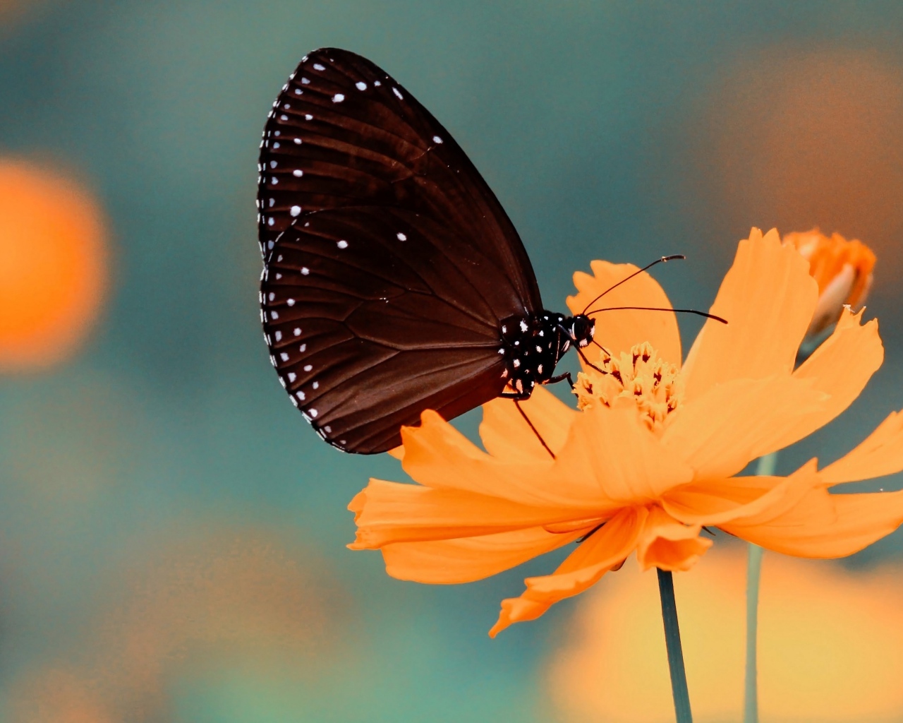 Черная бабочка сидит на оранжевом цветке космеи