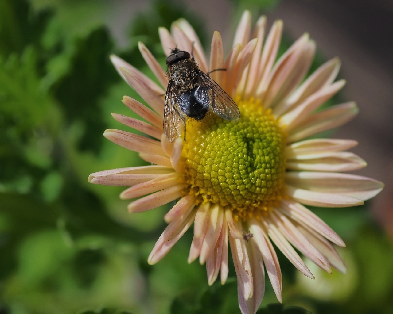 Черная муха сидит на цветке астры