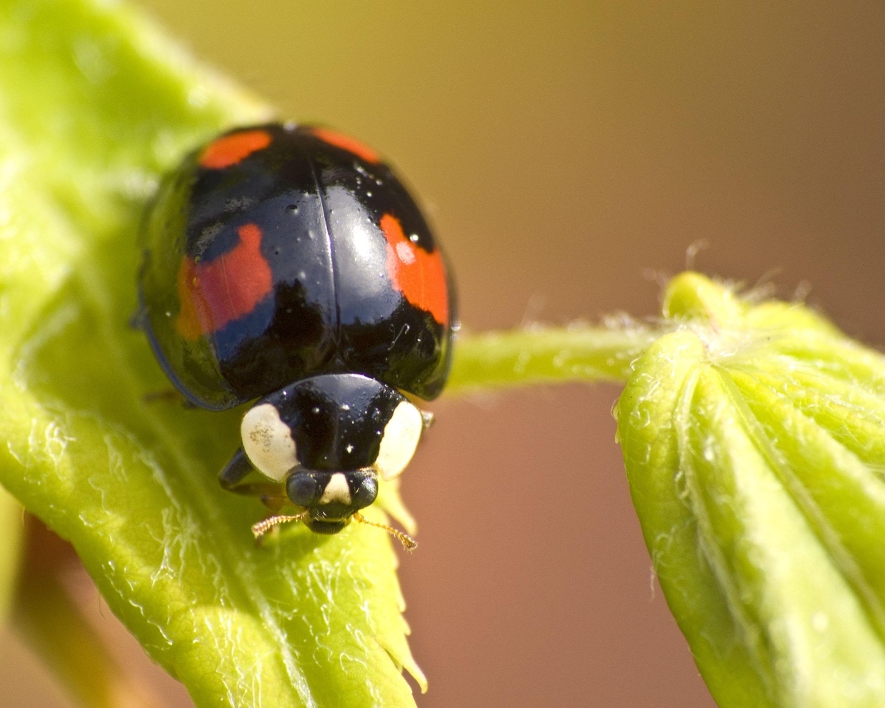 Черная божья коровка с красными пятнами