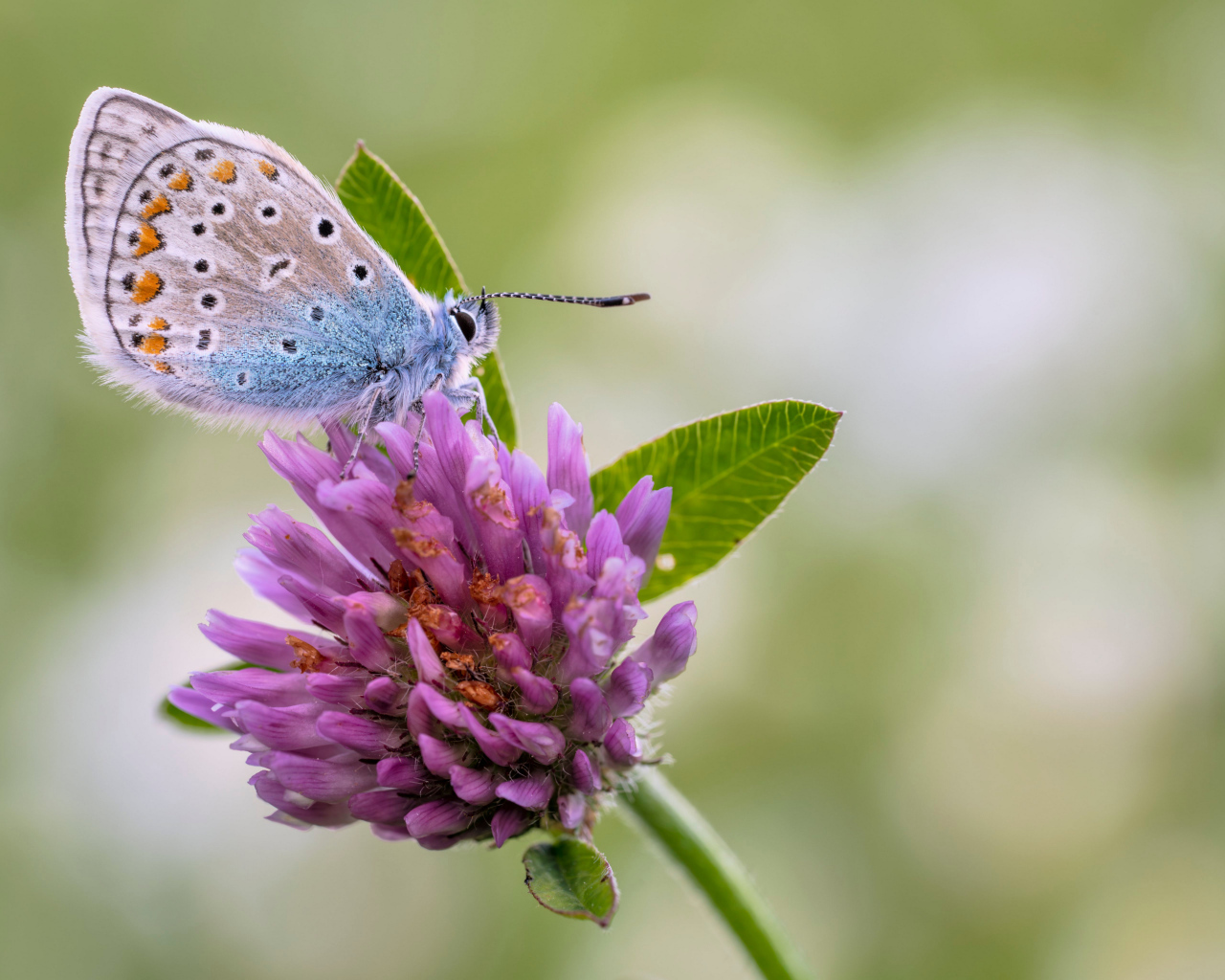 Голубая бабочка на розовом цветке клевера