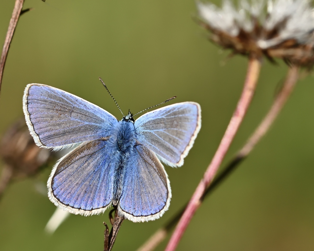 Голубая бабочка сидит на сухой траве
