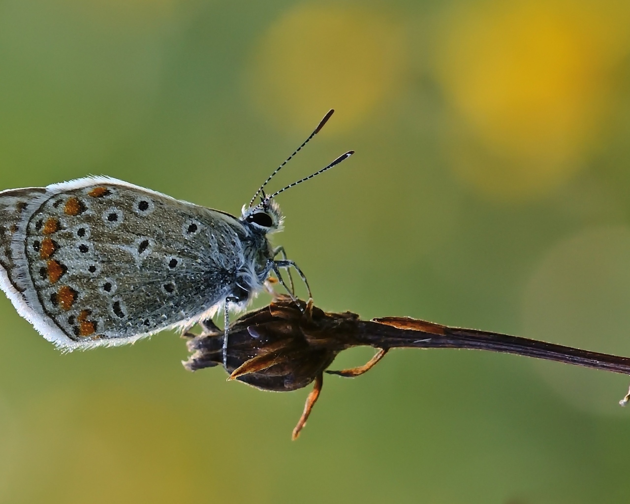 Голубая маленькая бабочка сидит на растении 