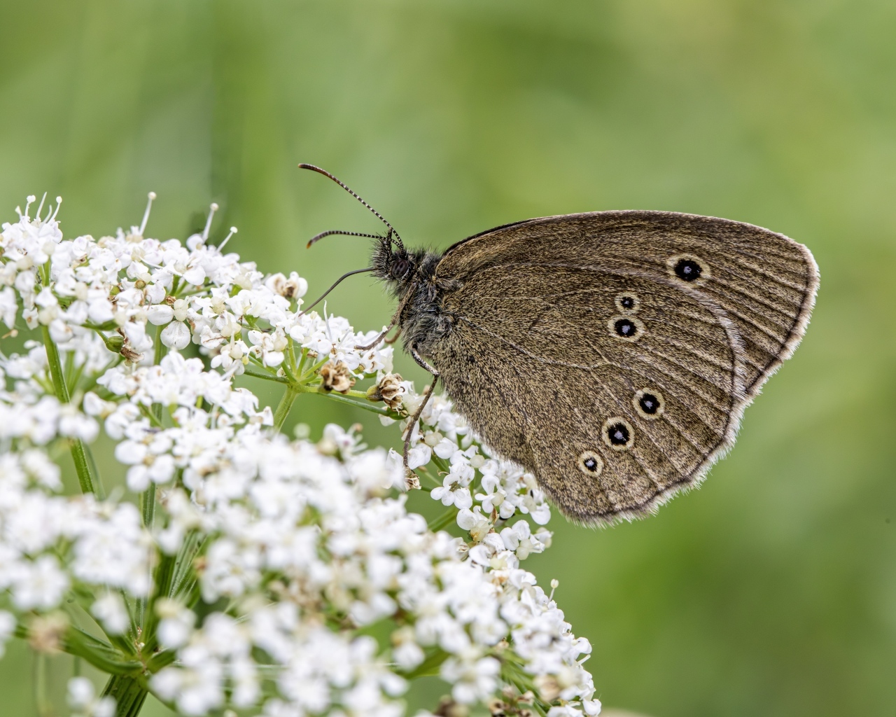 Коричневая бабочка на белом цветке крупным планом
