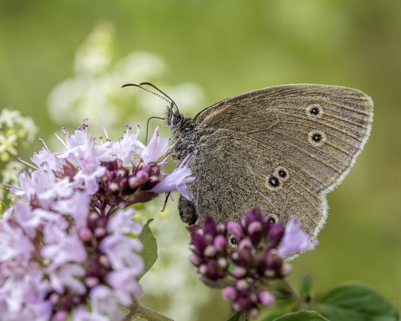 Коричневая бабочка сидит на сиреневом цветке