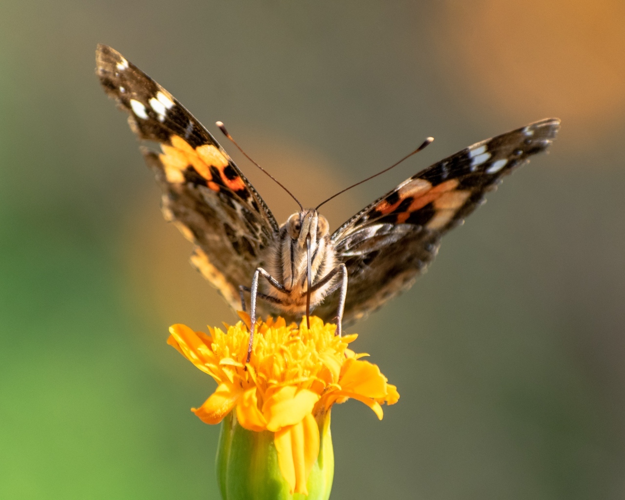 Коричневая бабочка сидит на цветке бархатца