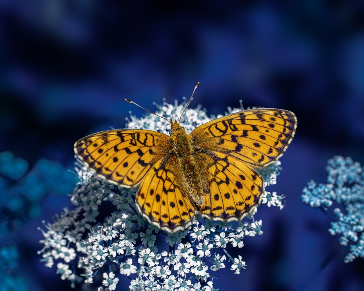 Коричневая бабочка сидит на белом цветке