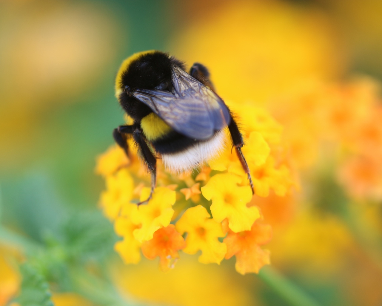 Шмель сидит на оранжевом цветке