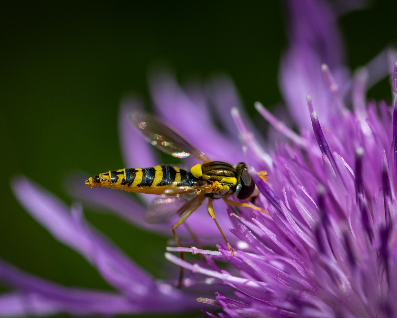 Муха жужжалка на розовом цветке