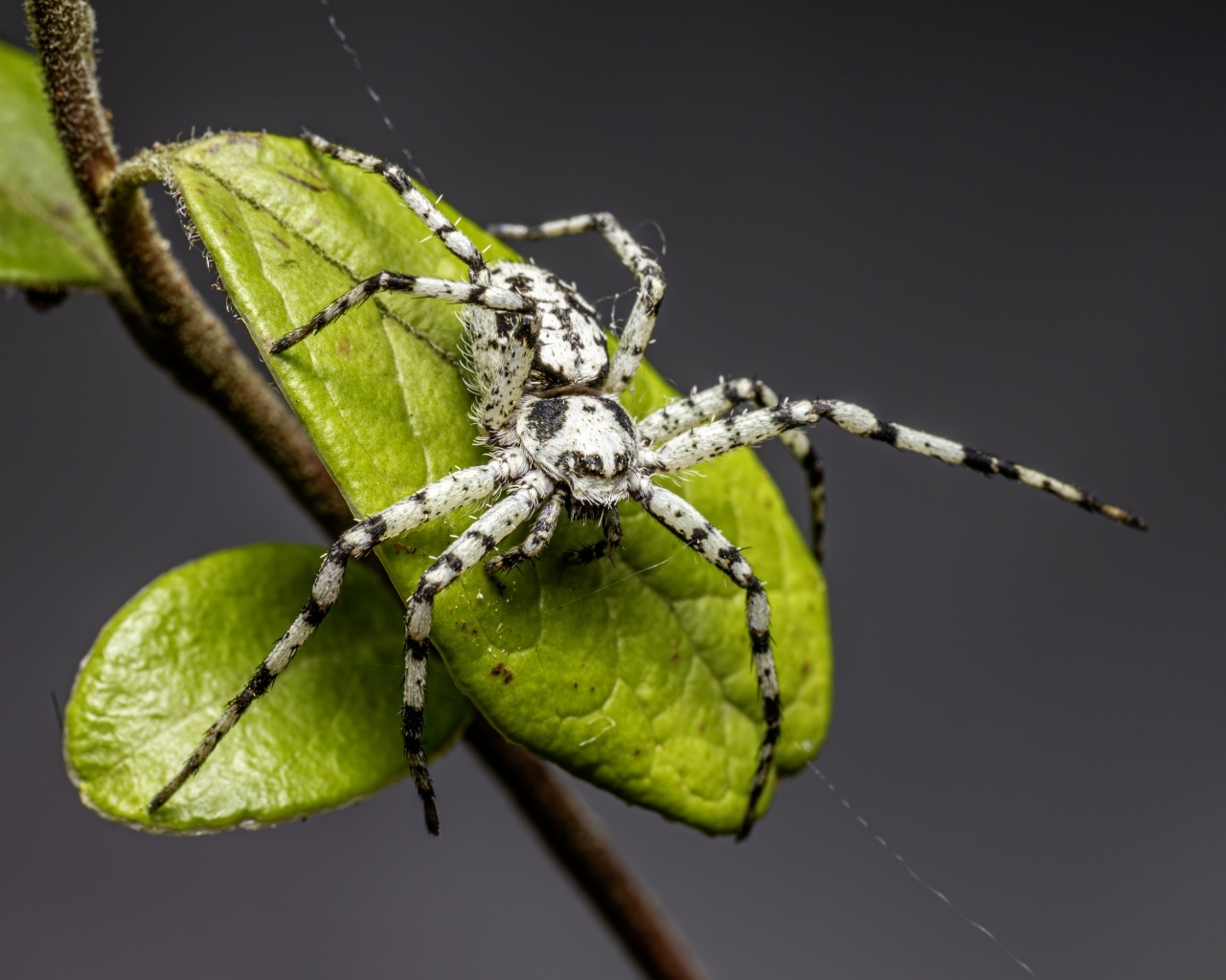 Опасный паук на зеленом листке на сером фоне