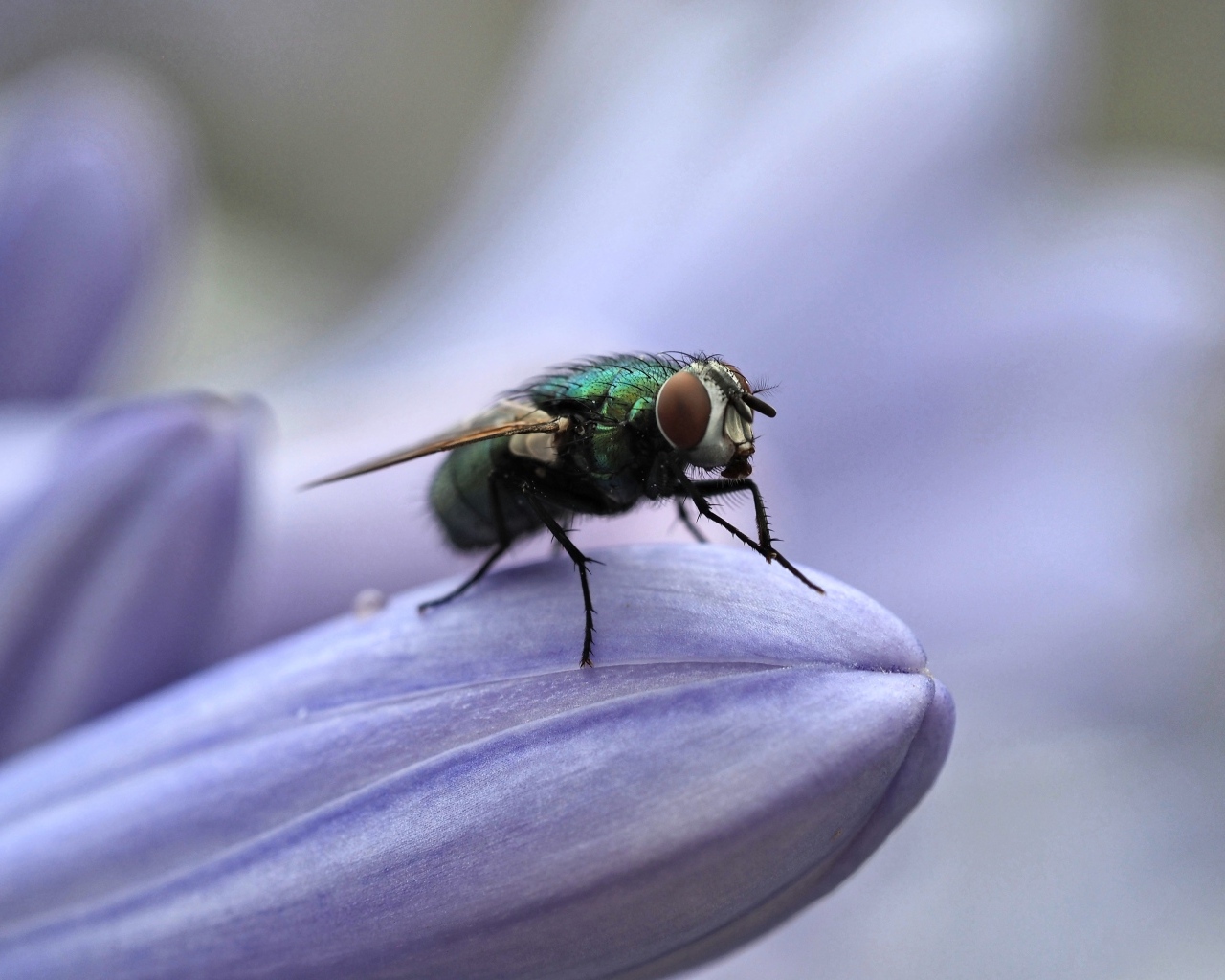 Зеленая муха сидит на синем цветке