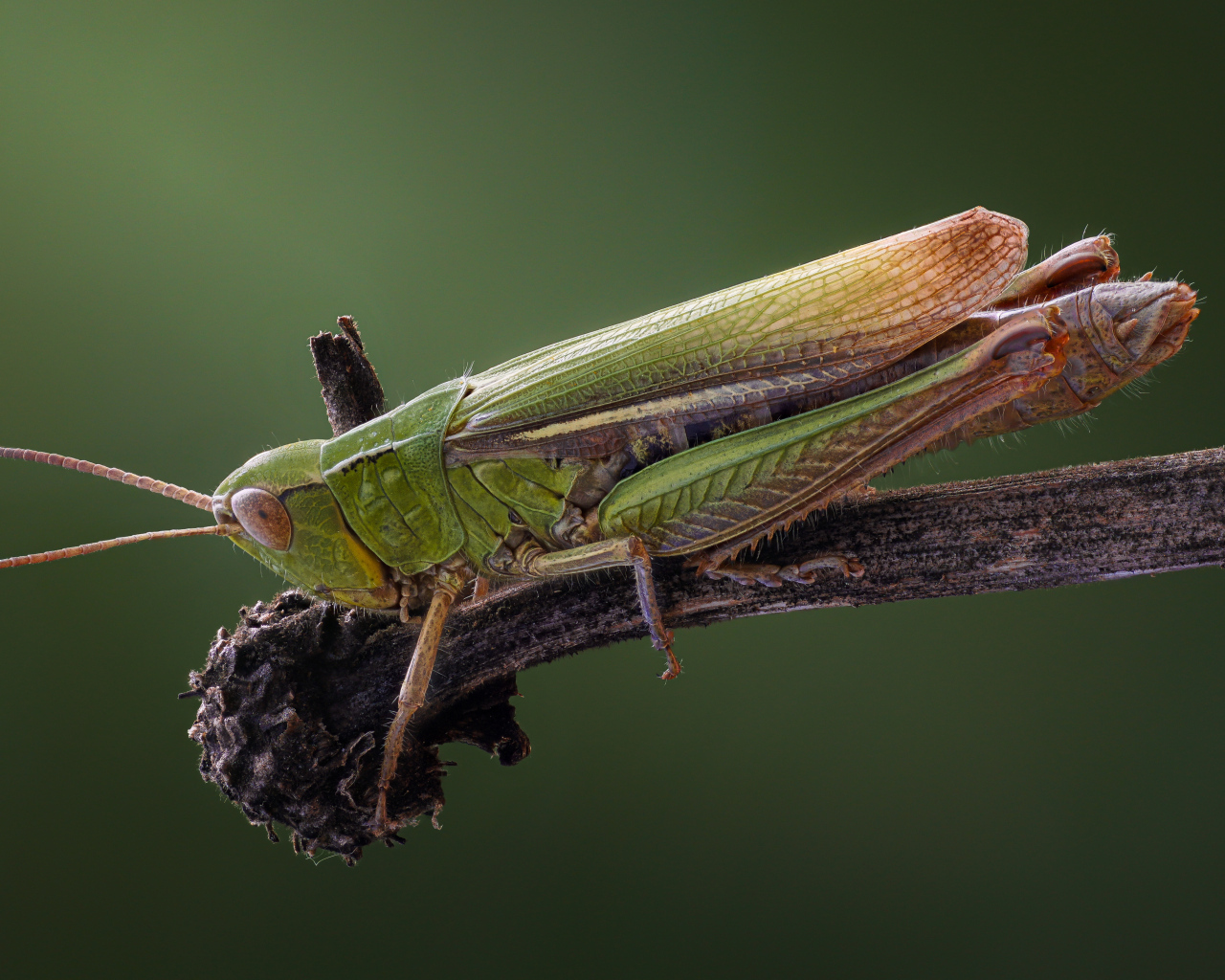 Зеленый кузнечик на ветке крупным планом