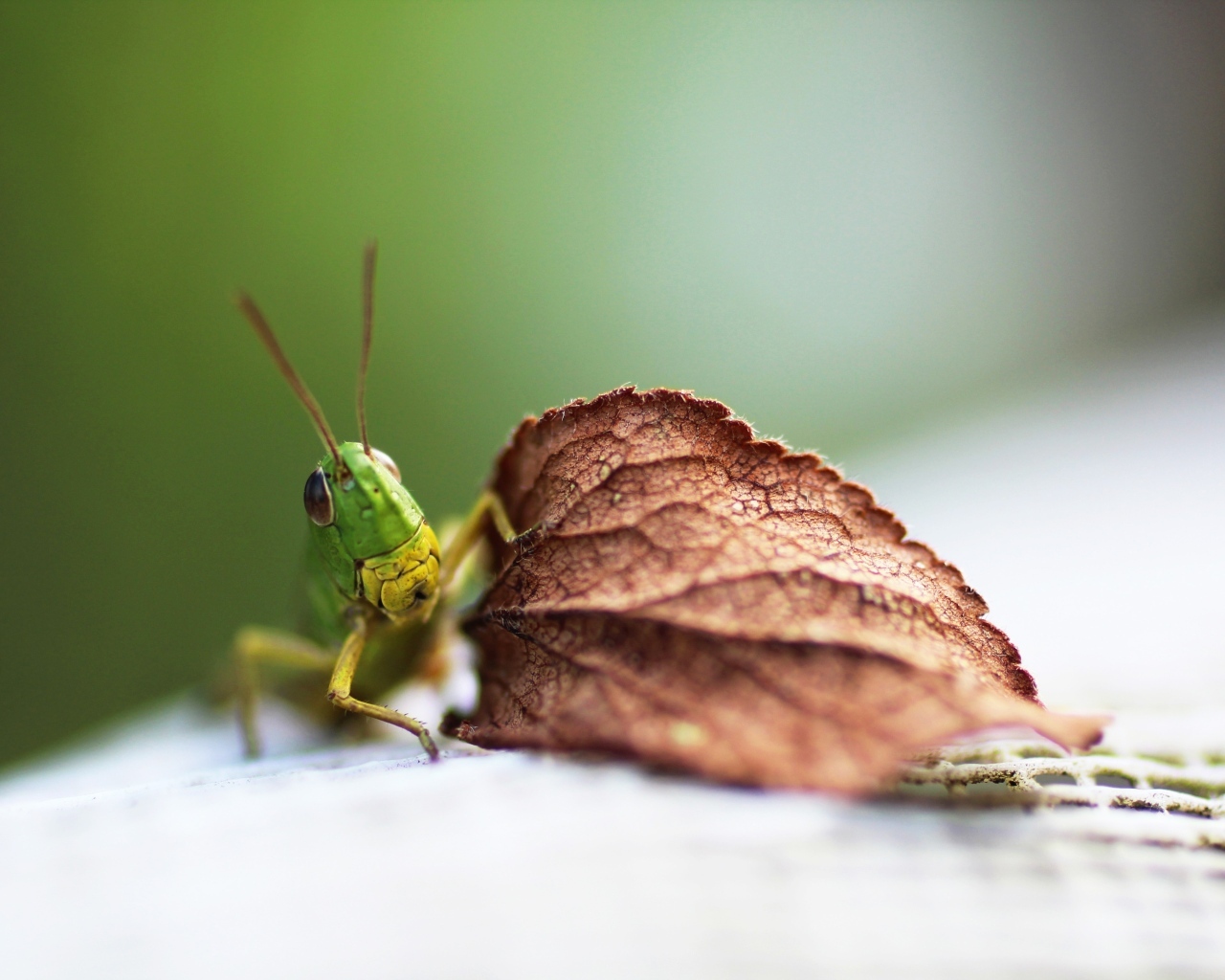 Зеленый кузнечик с листом