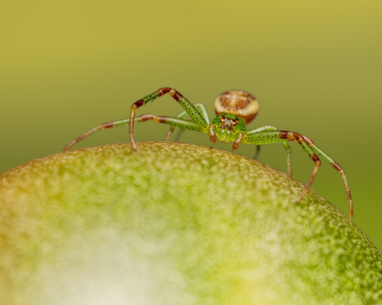 Зеленый паук сидит на фрукте