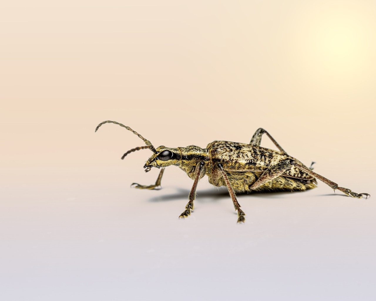 Большой чернопятнистый усач крупным планом