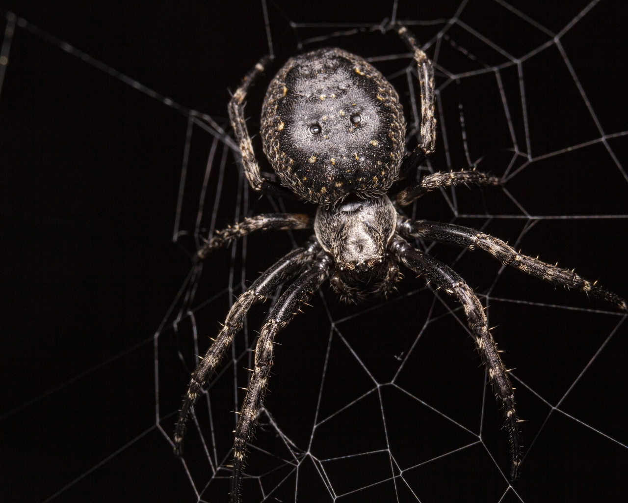 Большой черный паук на паутине крупным планом