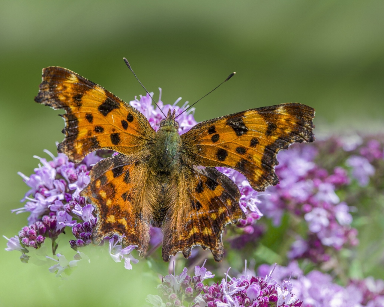 Большая коричневая бабочка на розовом цветке