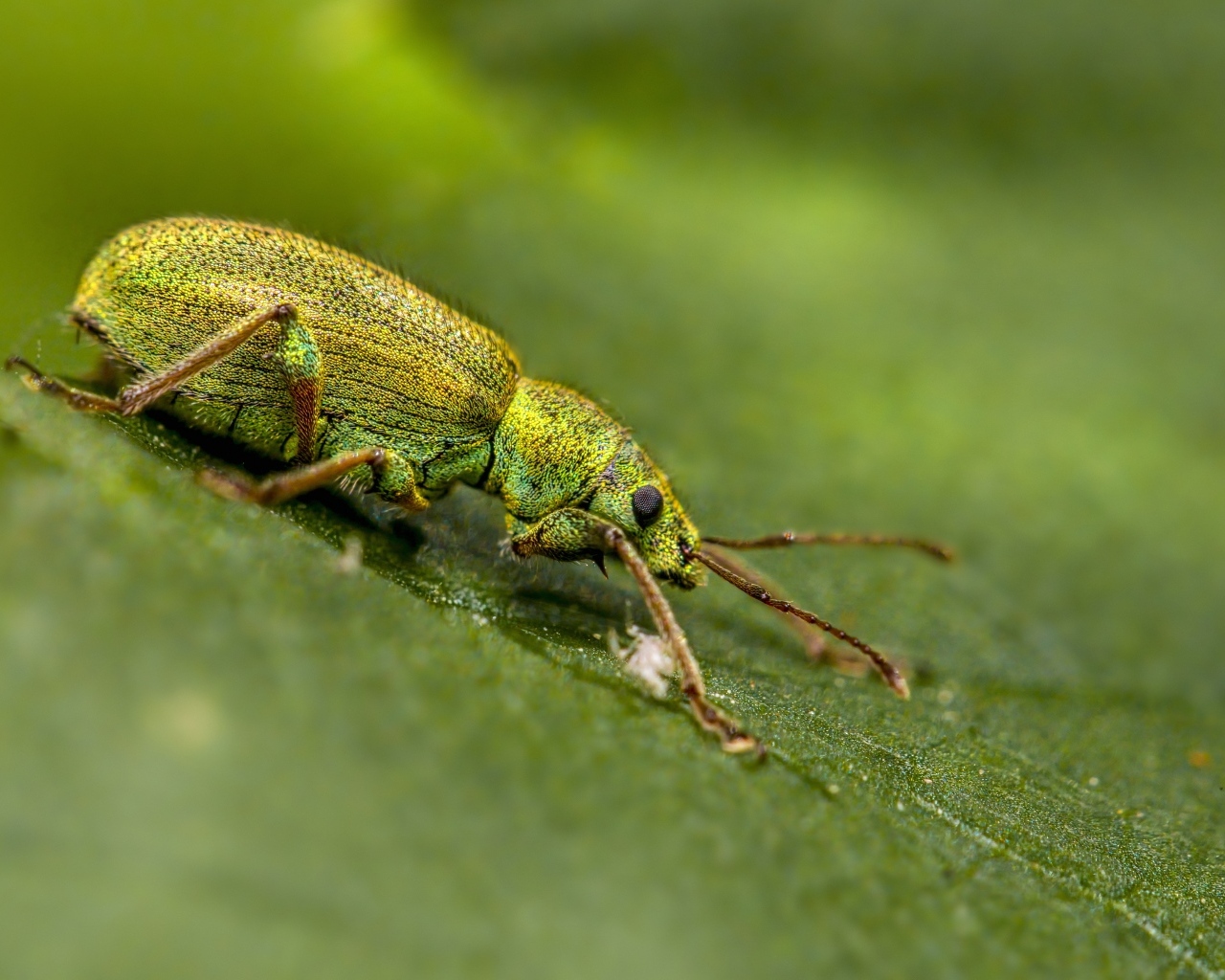Большой зеленый жук на листке крупным планом