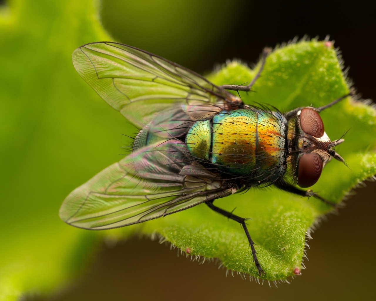 Большая зеленая муха на листке крупным планом
