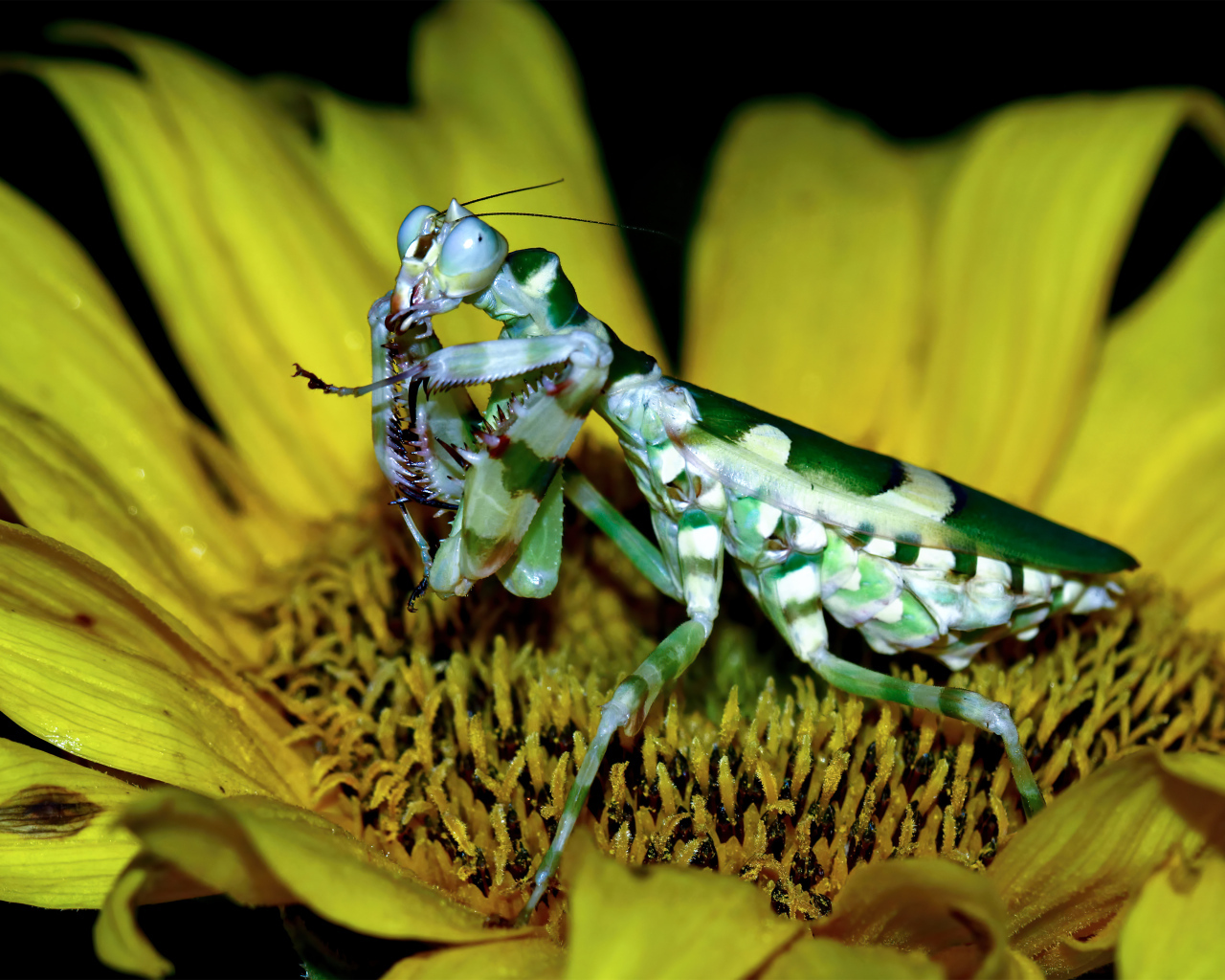 Большой зеленый богомол на желтом цветке подсолнуха