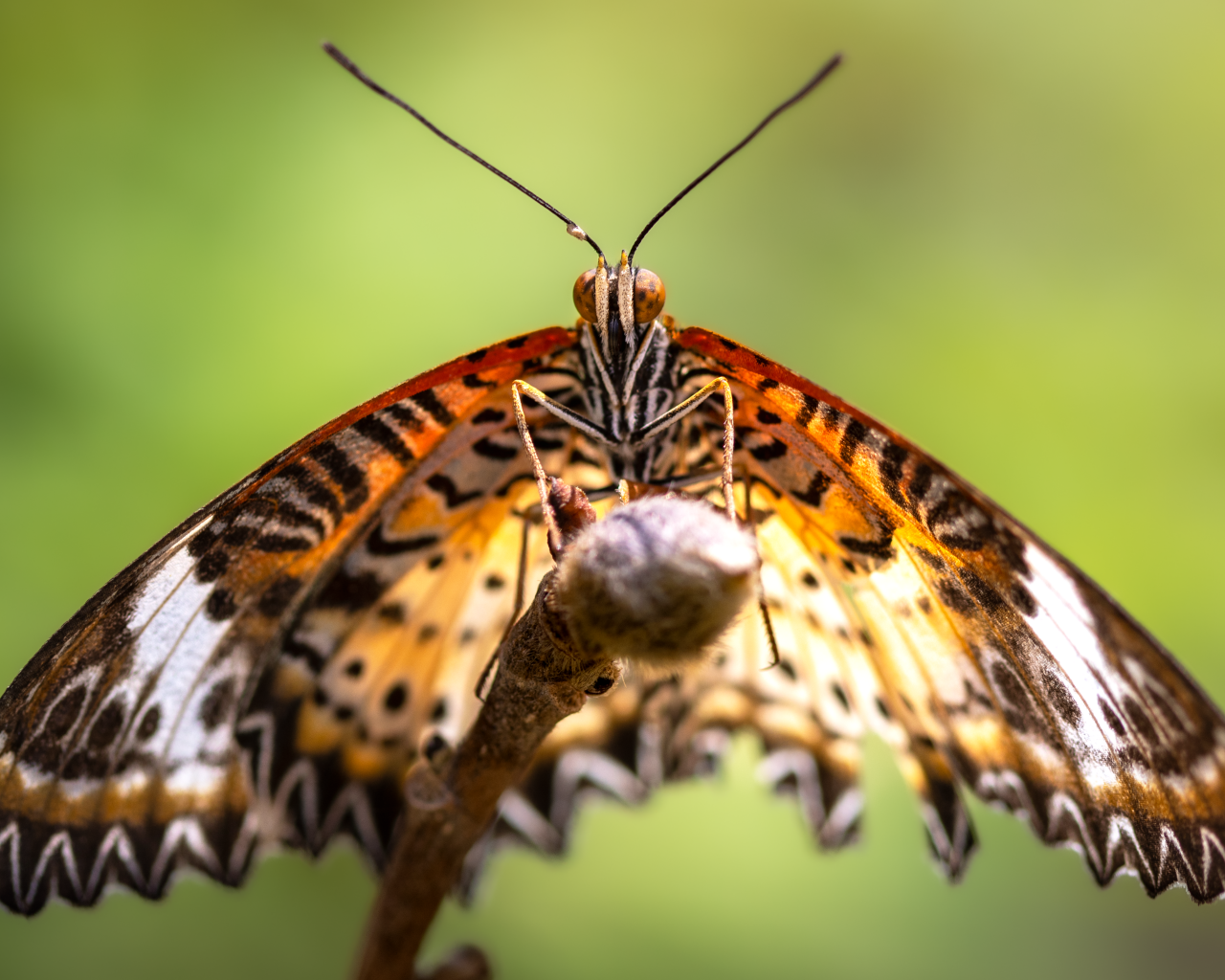 Большая бабочка златоглазка на ветке