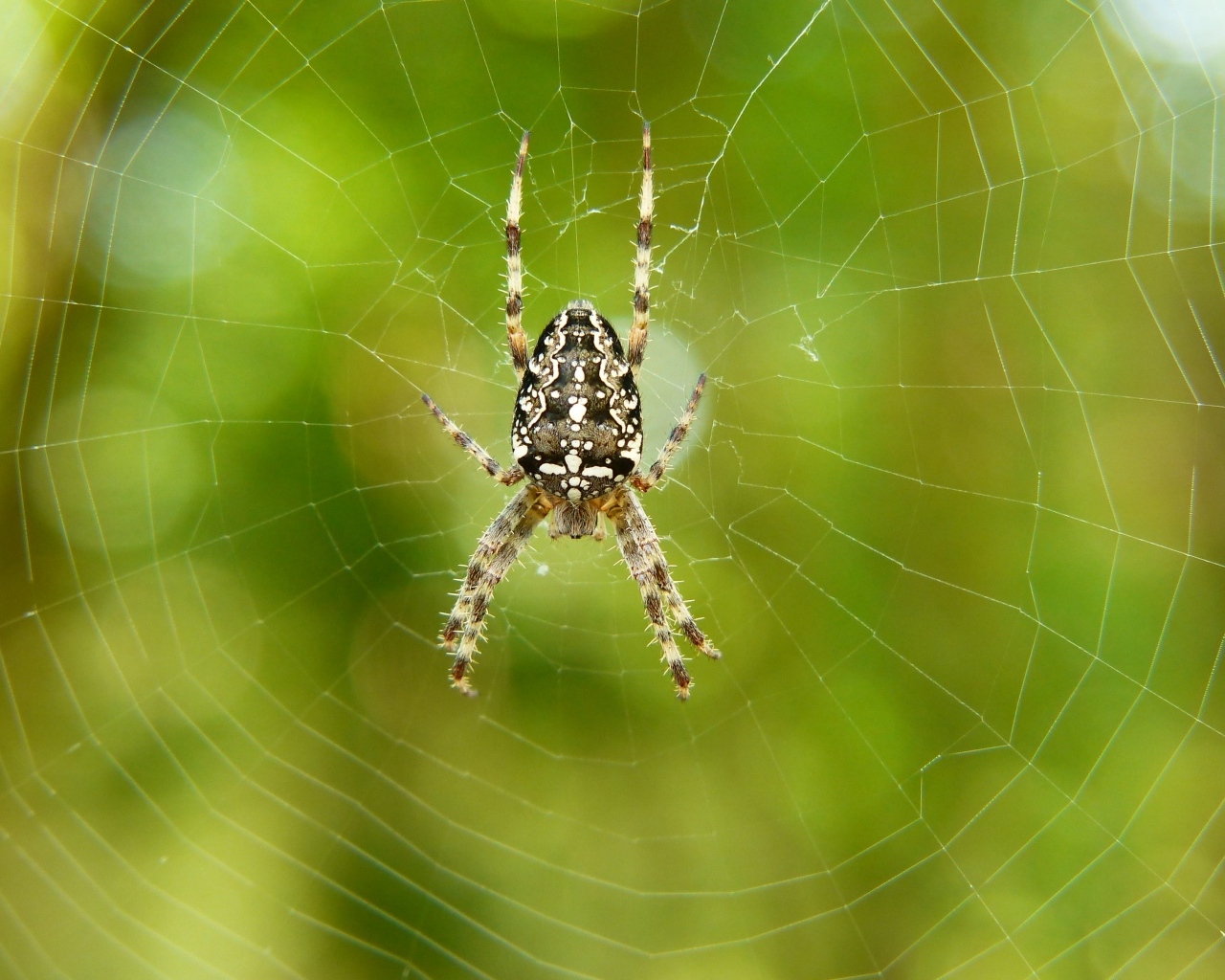 Большой паук на паутине крупным планом