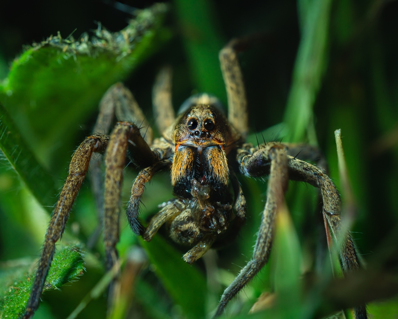Большой паук с добычей в зеленых листьях