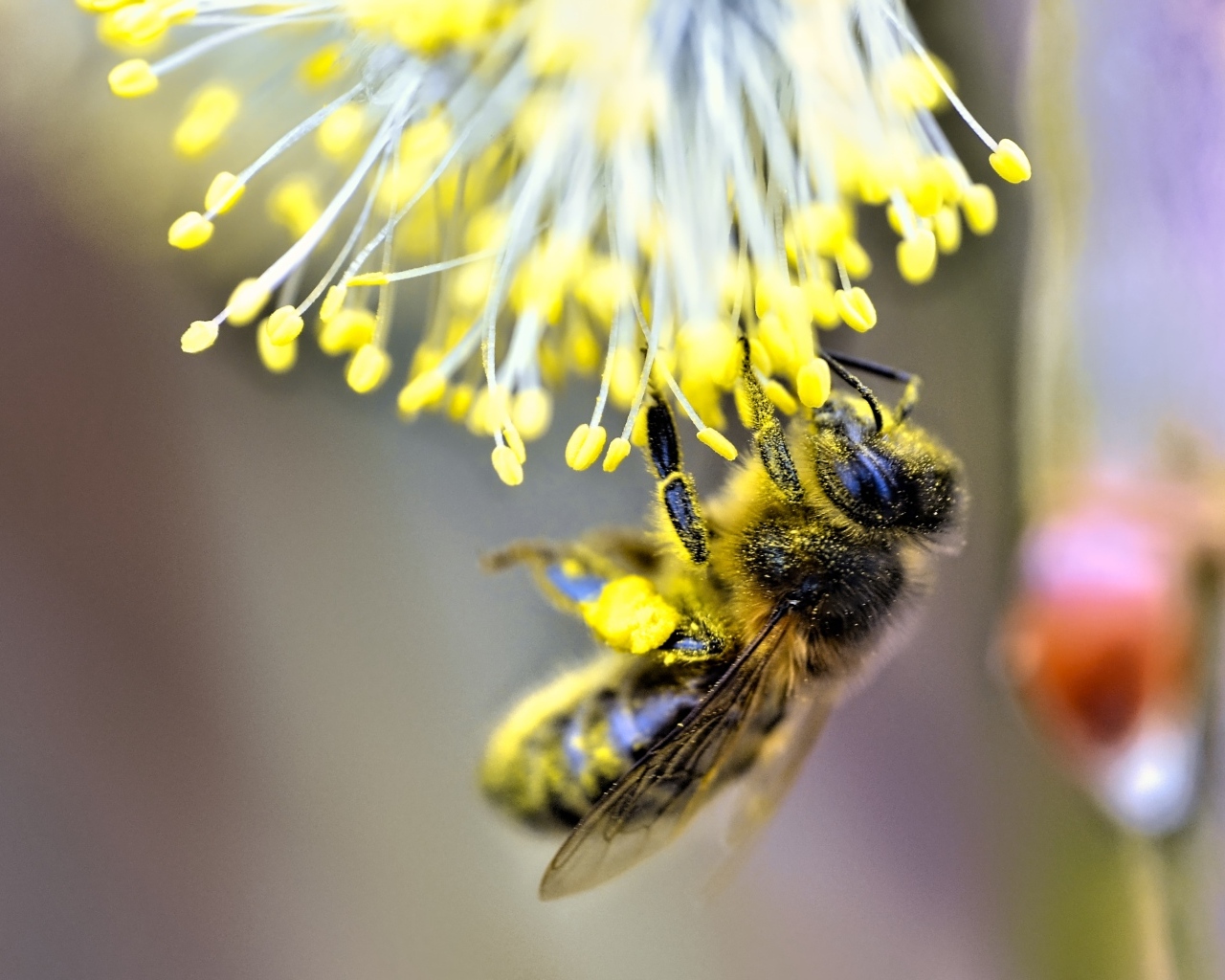 Маленькая пчела собирает пыльцу на цветке