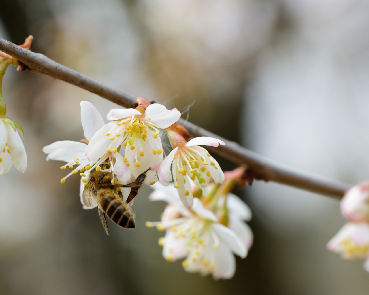 Маленькая пчела опыляет цветок вишни 
