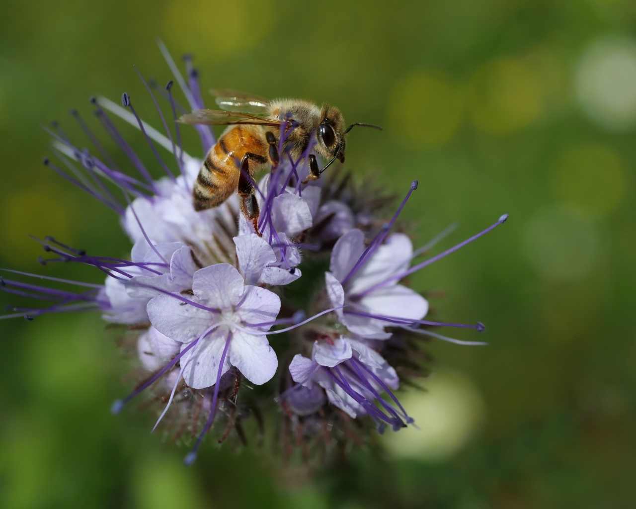 Маленькая пчела сидит на синем цветке