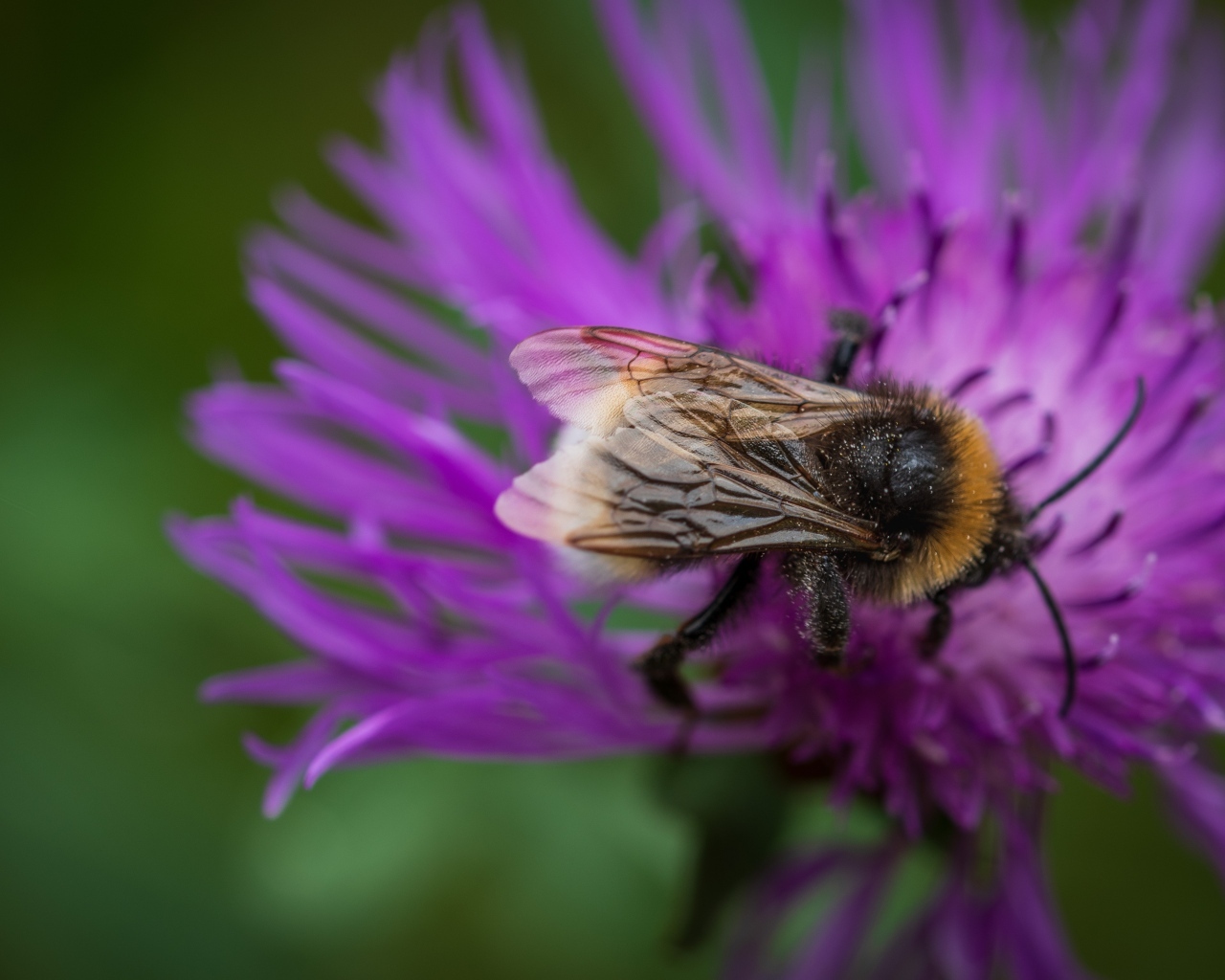 Маленький шмель опыляет розовый цветок
