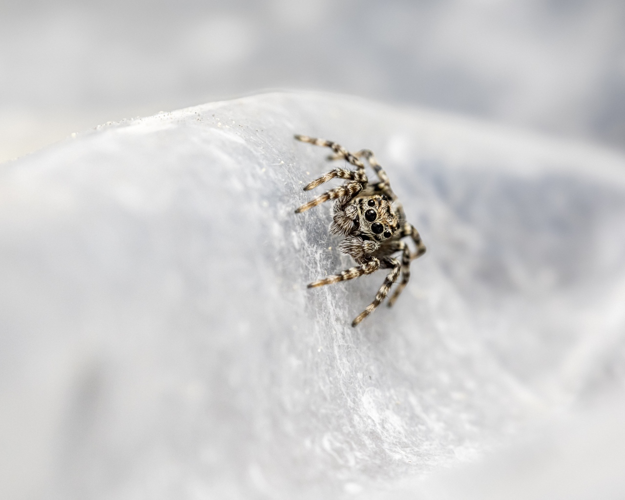 Маленький паук с черными глазами