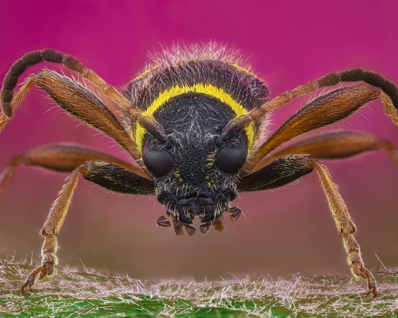 Макросъемка осы на розовом фоне