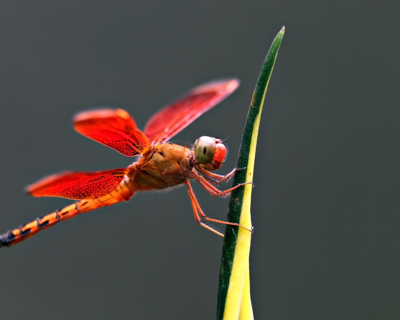 Красная стрекоза на зеленом листке