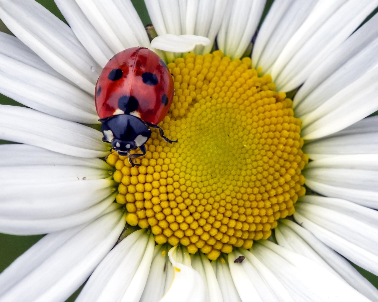 Красная божья коровка на белом цветке ромашки