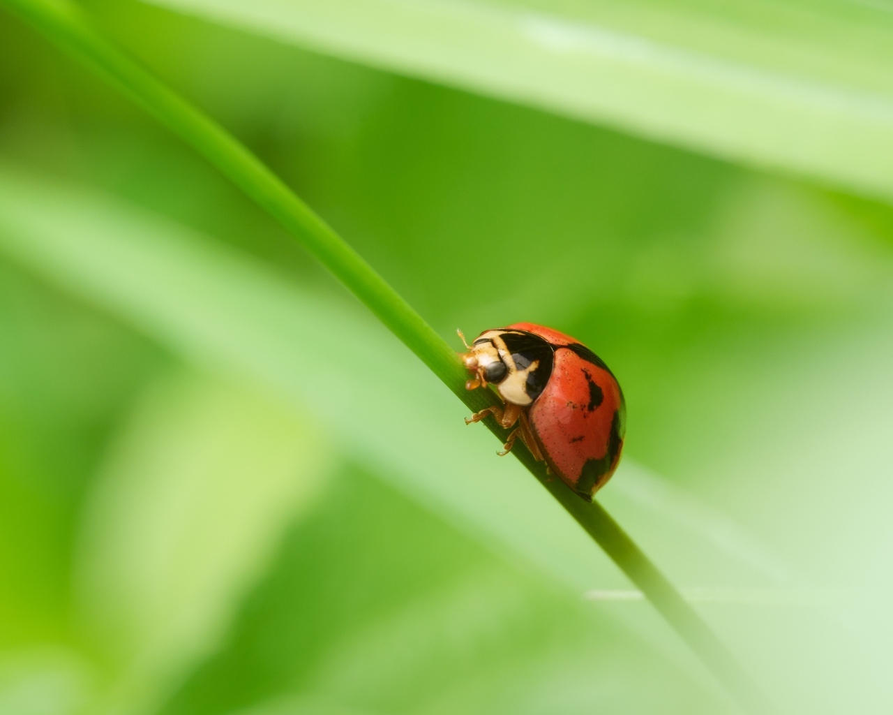 Красная божья коровка на зеленой траве
