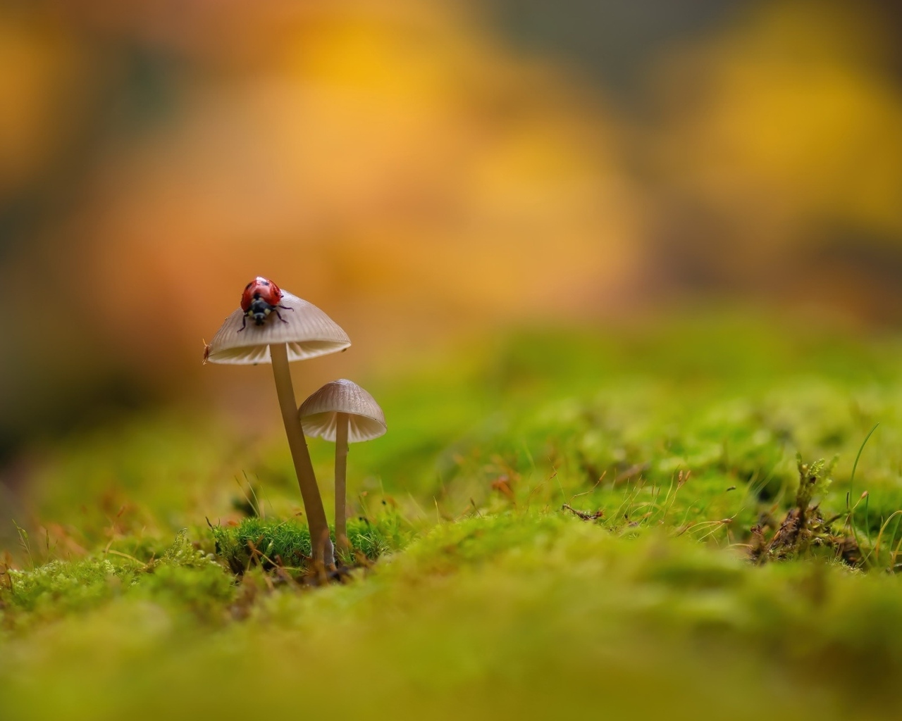 Красная маленькая божья коровка сидит на грибе