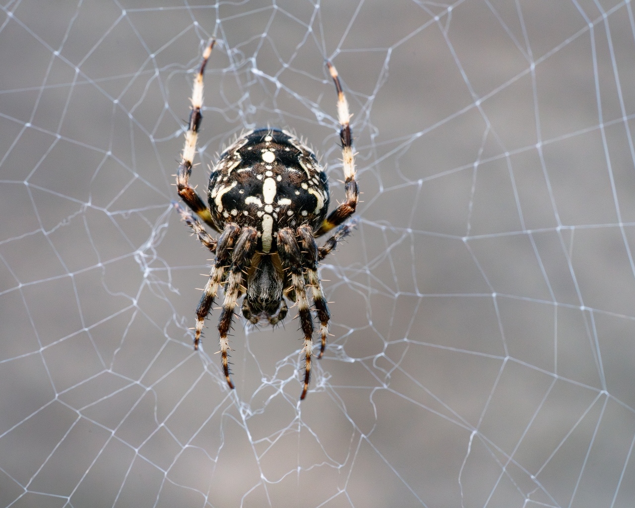 Паук на узорной паутине крупным планом