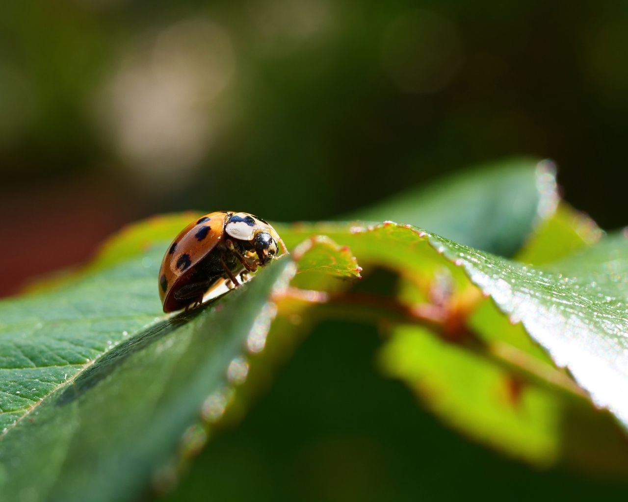 Пятнистая красная божья коровка на зеленом листке